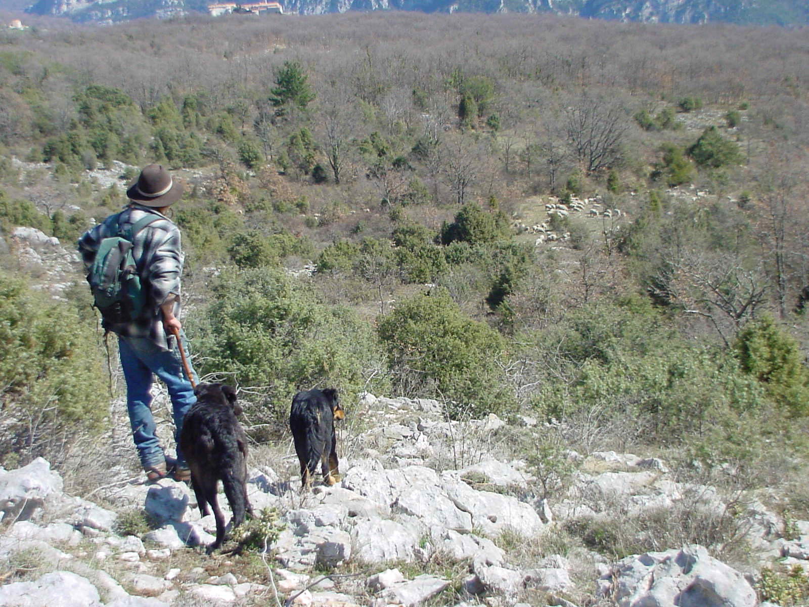 eleveur-loup-alpes-maritimes