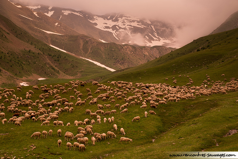 Troupeau du petit vallon