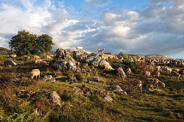 Chateaufort - CP N Jaubert (1)