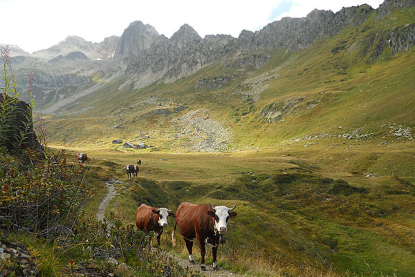 St Alban - Alpage du Bacheux en Maurienne - CP J Dupenloup