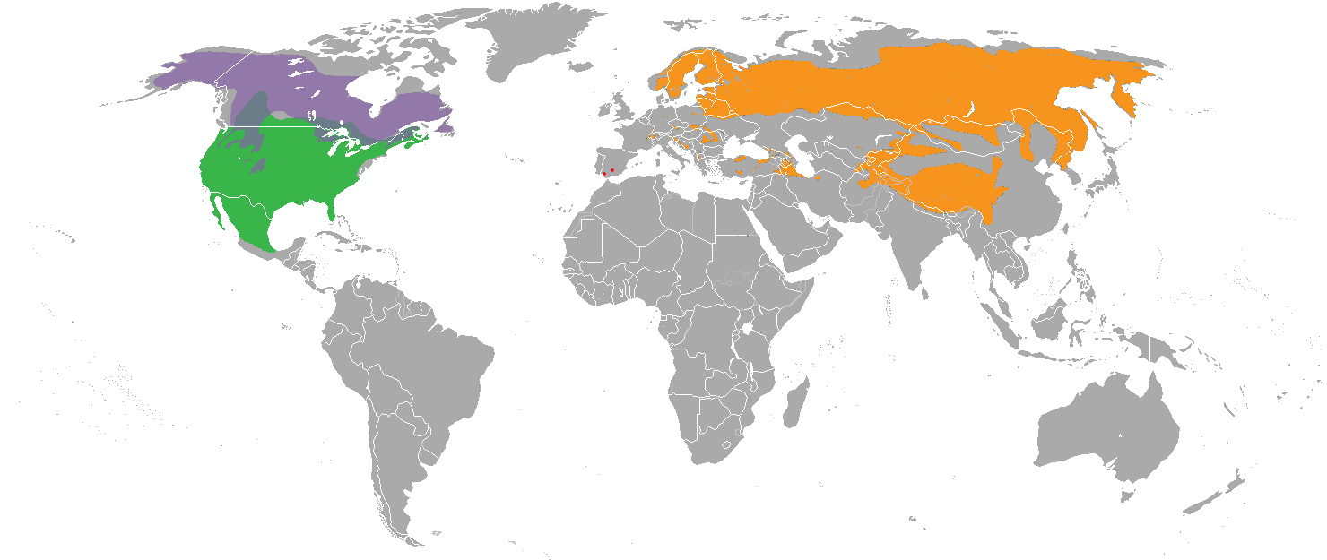 Répartition du Lynx