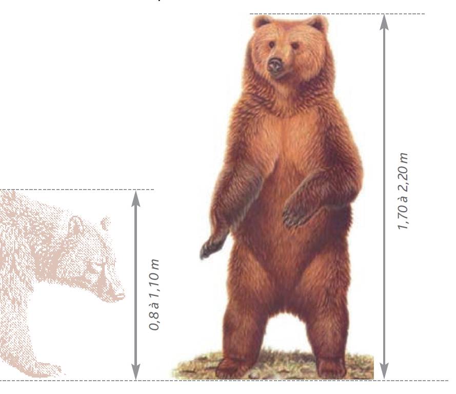 Caractéristiques et description de l'Ours brun