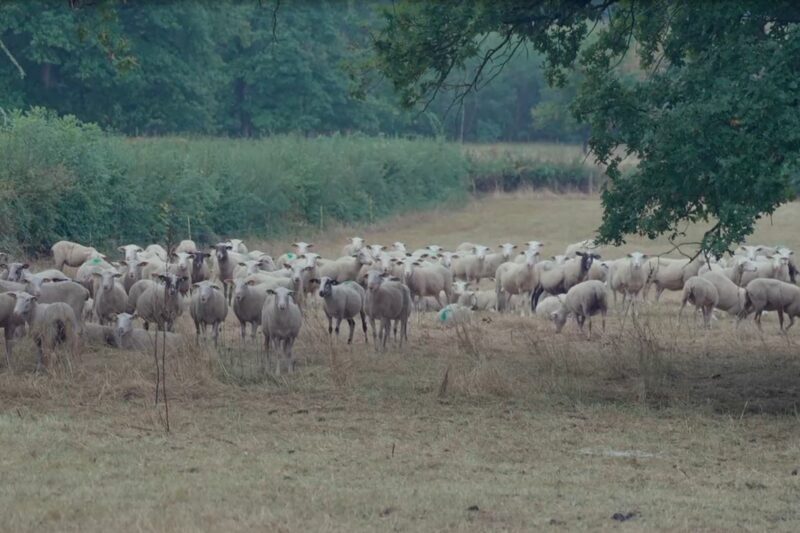 BREBIS DANS LES CHAMPS